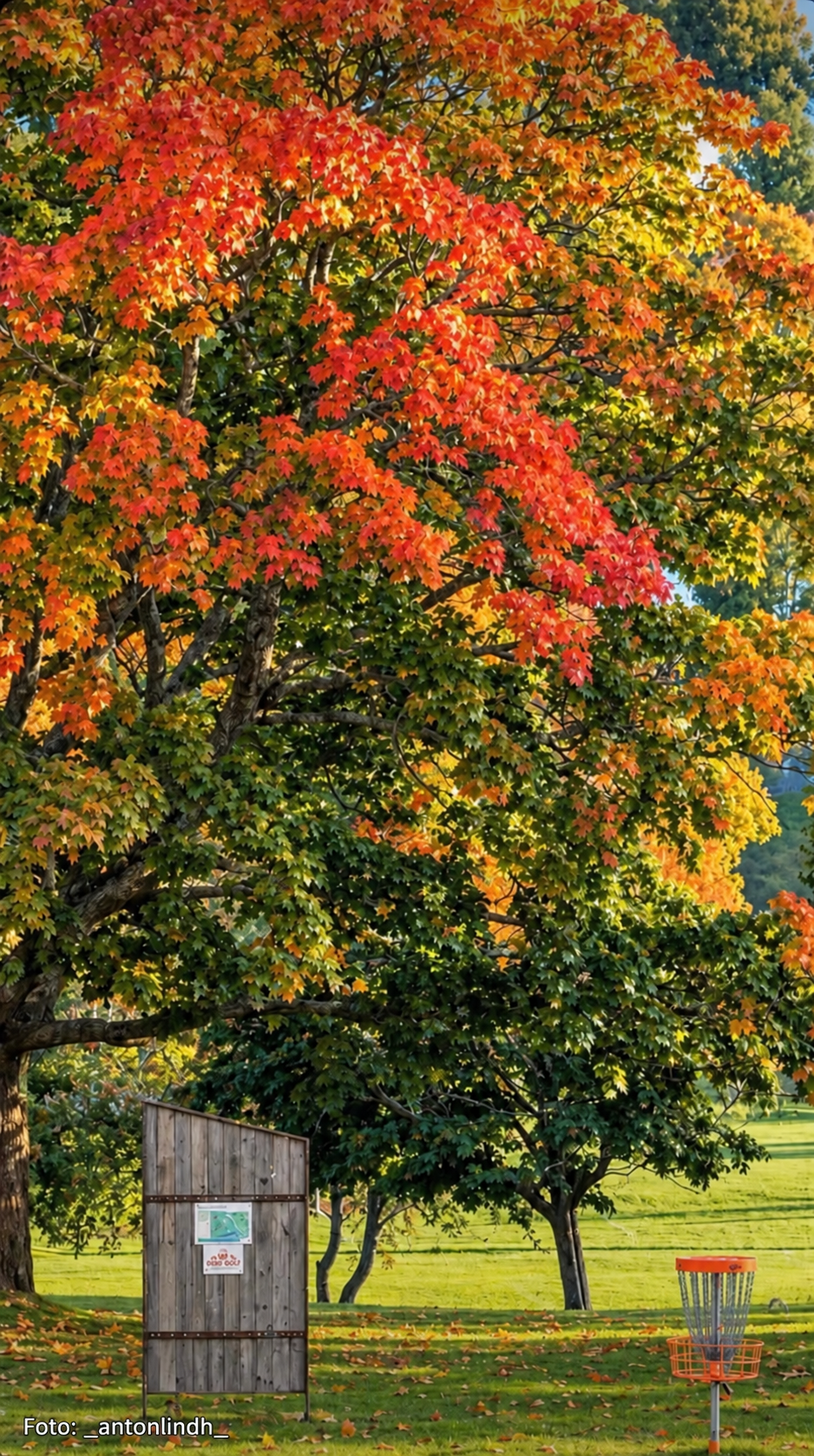 Discgolfkorg och informationstavla under träd med färgstarka höstlöv